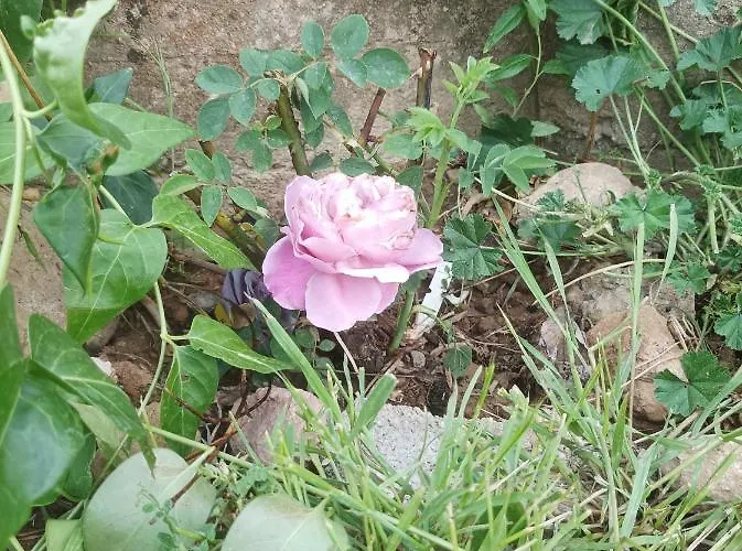 Lägenhetshotell Rurales Rad Icarium Radiquero